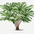 Vintage Palm Tree III Mural Wallpaper - pure wallpaper artwork