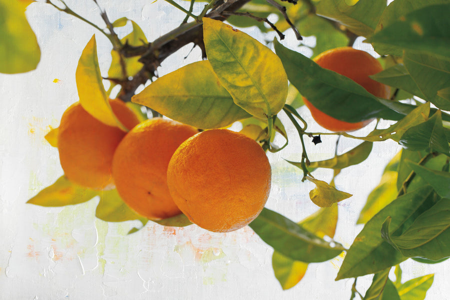 Oranges I Mural Wallpaper