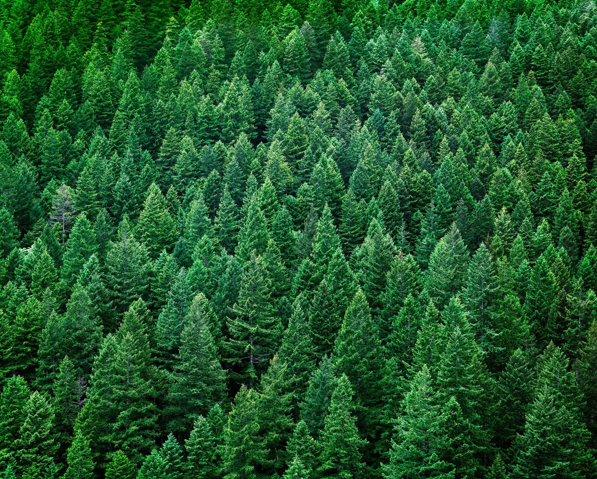Olympic National Forest, Washington State Mural Wallpaper - pure wallpaper artwork