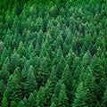 Olympic National Forest, Washington State Mural Wallpaper - pure wallpaper artwork
