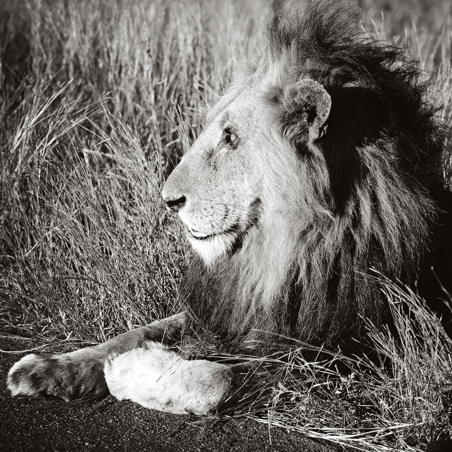 Golden Old Lion Square BW Mural Wallpaper