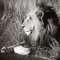 Golden Old Lion Square BW Mural Wallpaper - pure wallpaper artwork