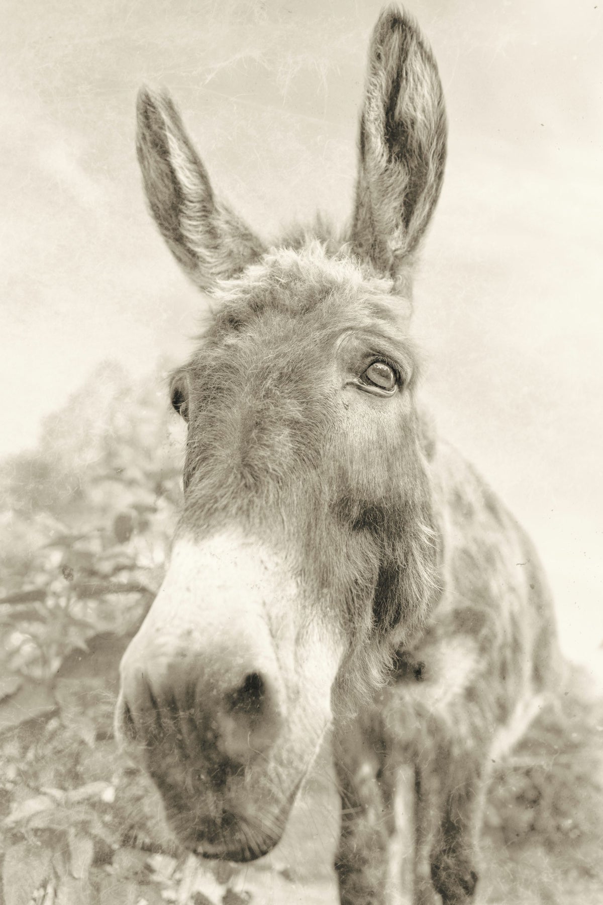Donkey Pasture Sepia Mural Wallpaper - pure wallpaper artwork
