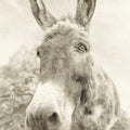 Donkey Pasture Sepia Mural Wallpaper - pure wallpaper artwork