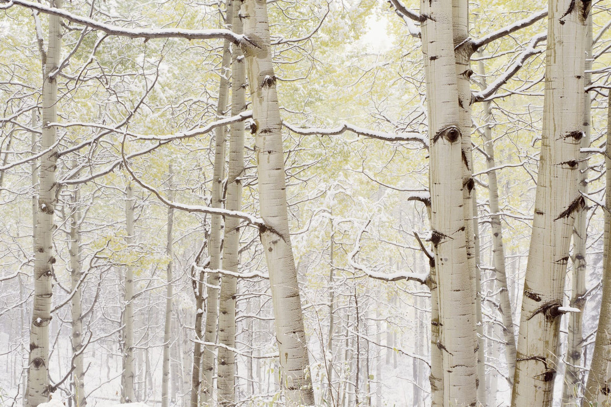 Winter Birch Forest Mural Wallpaper - pure wallpaper artwork
