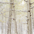 Winter Birch Forest Mural Wallpaper - pure wallpaper artwork