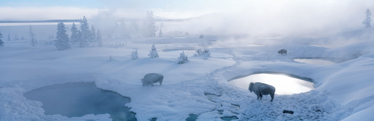Yellowstone Bison Mural Wallpaper - pure wallpaper artwork