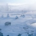 Yellowstone Bison Mural Wallpaper - pure wallpaper artwork