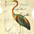 Pretty Bird II Mural Wallpaper - pure wallpaper artwork