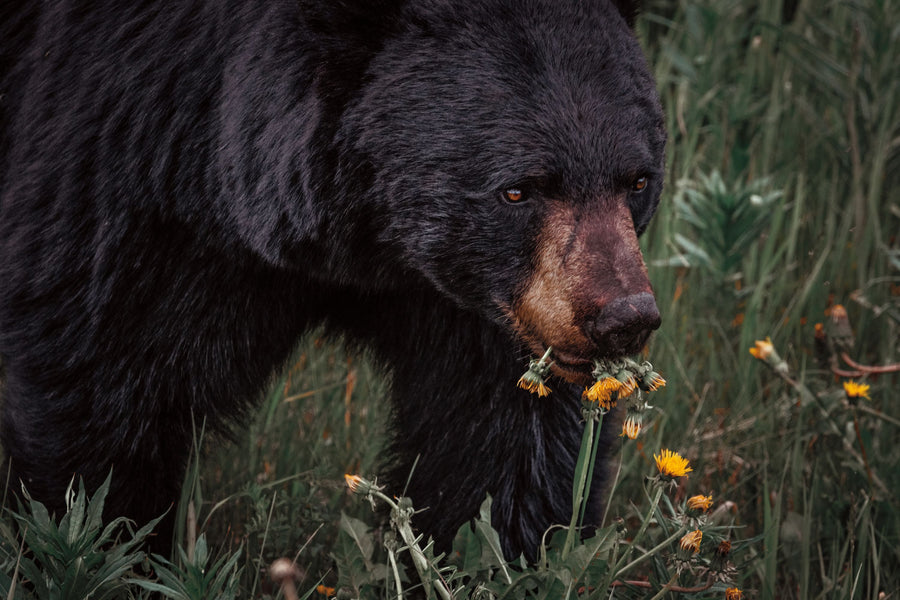 Hungry Bear Mural Wallpaper