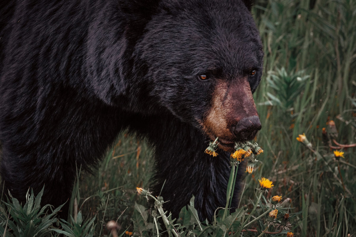 Hungry Bear Mural Wallpaper - pure wallpaper artwork