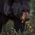 Hungry Bear Mural Wallpaper - pure wallpaper artwork