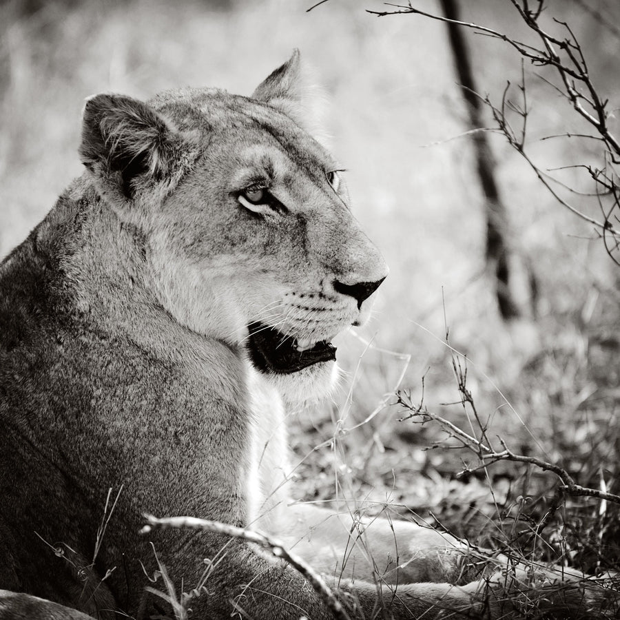 Lioness Square BW Mural Wallpaper