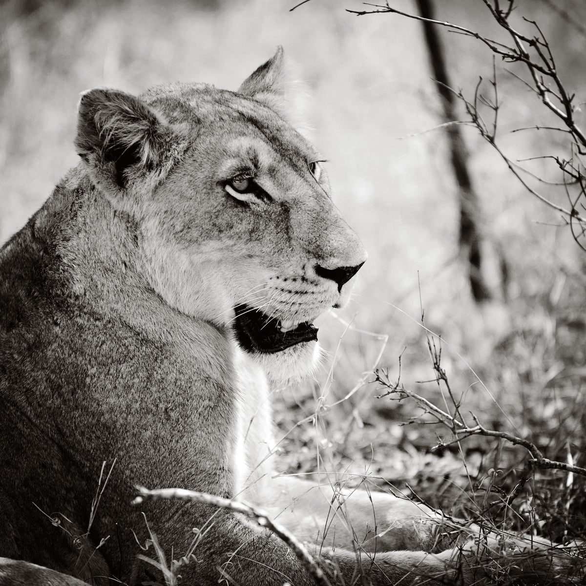 Lioness Square BW Mural Wallpaper - pure wallpaper artwork
