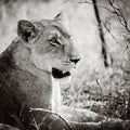 Lioness Square BW Mural Wallpaper - pure wallpaper artwork