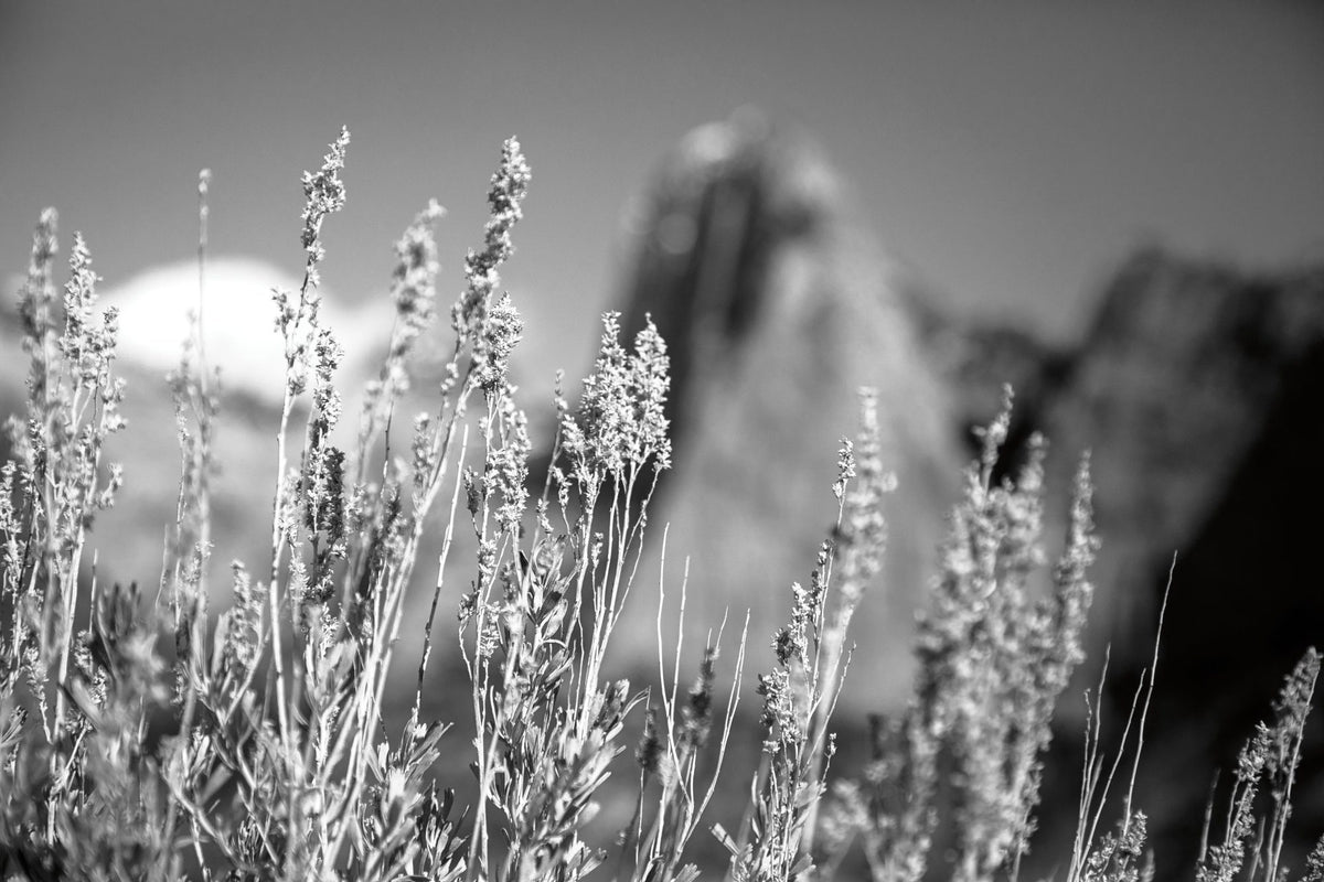 Canyon Sagebrush Mural Wallpaper - pure wallpaper artwork