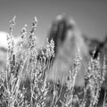Canyon Sagebrush Mural Wallpaper - pure wallpaper artwork