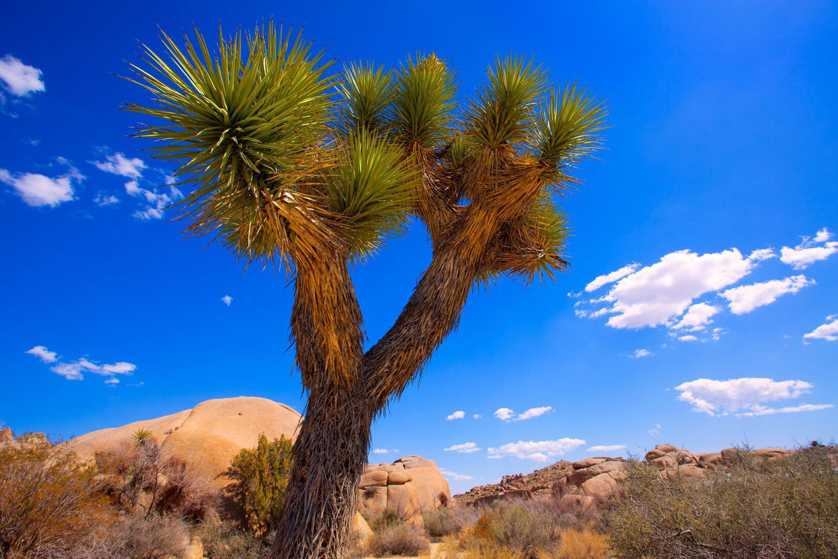 Joshua Tree Blue X Mural Wallpaper - pure wallpaper artwork