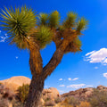 Joshua Tree Blue X Mural Wallpaper - pure wallpaper artwork