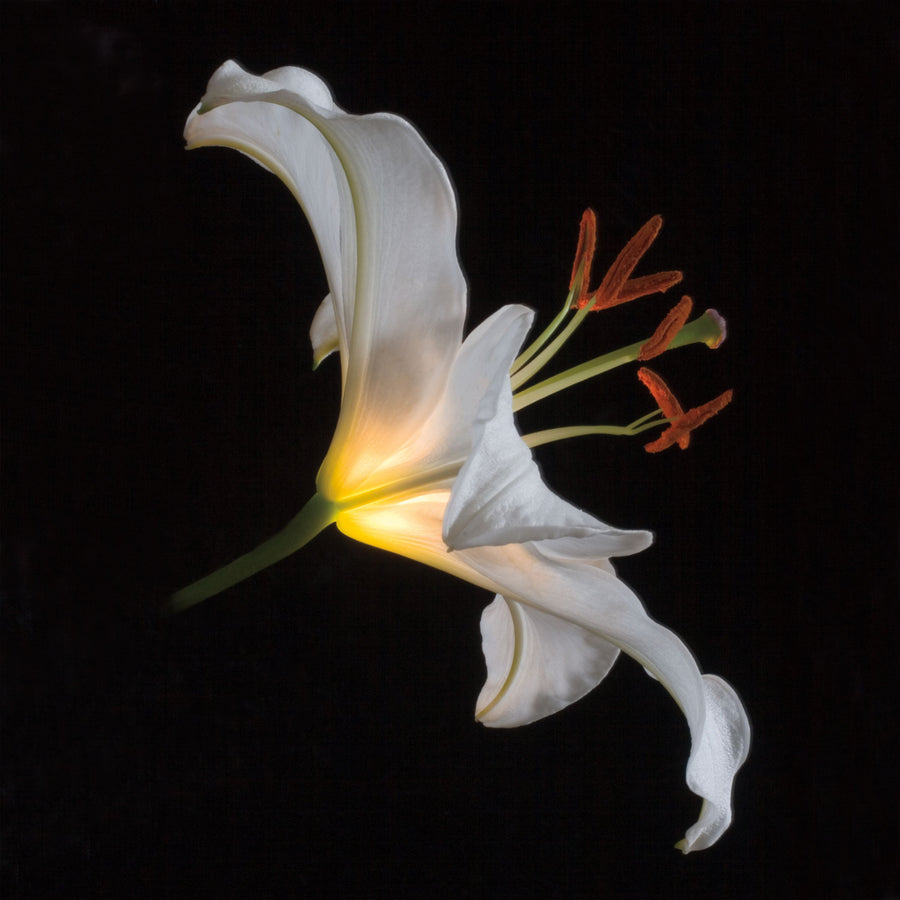 Lily Light Square Mural Wallpaper