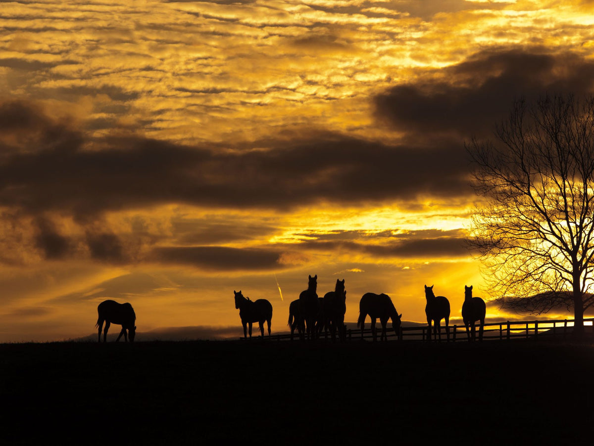 Horses At Sunset Mural Wallpaper - pure wallpaper artwork