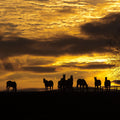 Horses At Sunset Mural Wallpaper - pure wallpaper artwork