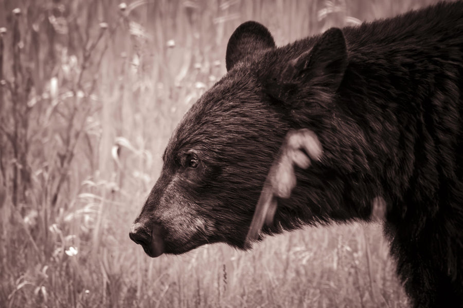 Black Bear in British Columbia Sepia Tones Mural Wallpaper - Neutral Tone