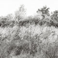 Meadow Whisper, Stone Mural Wallpaper - pure wallpaper artwork