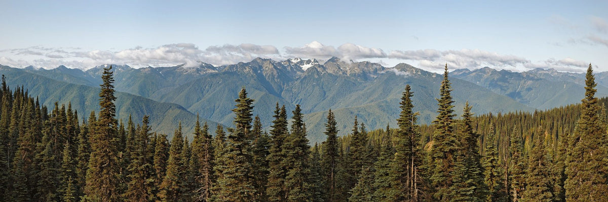 Treeline Mural Wallpaper - pure wallpaper artwork