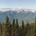 Treeline Mural Wallpaper - pure wallpaper artwork