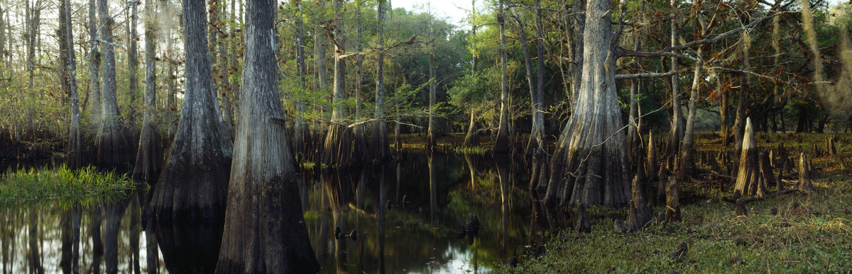 Fisheating Creek Mural Wallpaper - pure wallpaper artwork
