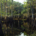 Fisheating Creek Mural Wallpaper - pure wallpaper artwork