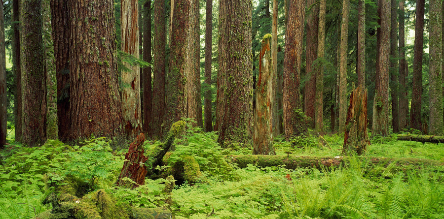 Forest Floor Mural Wallpaper