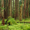 Forest Floor Mural Wallpaper - pure wallpaper artwork
