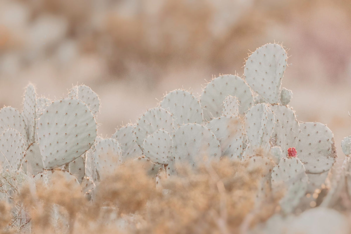 Cactus Sunset Mural Wallpaper - pure wallpaper artwork