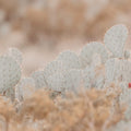 Cactus Sunset Mural Wallpaper - pure wallpaper artwork