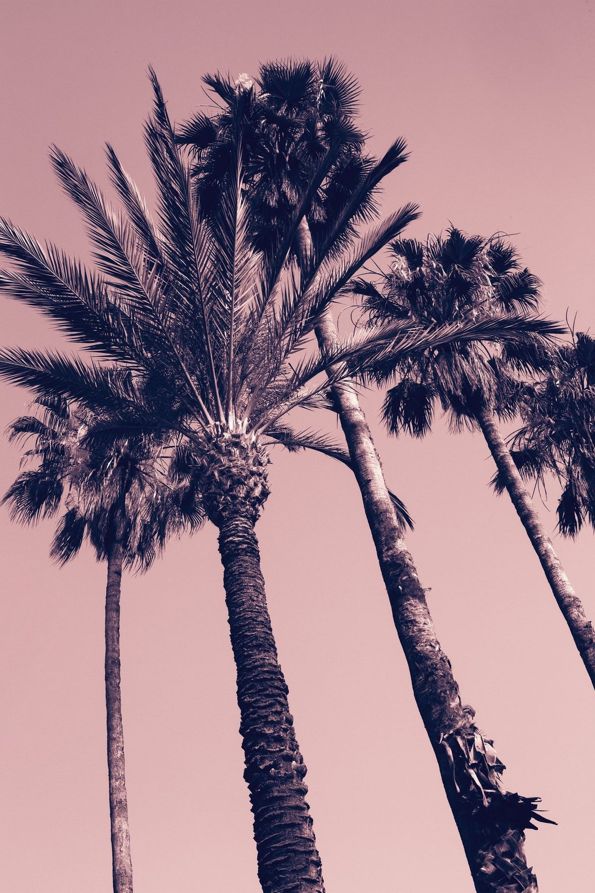 Pink Palms II Mural Wallpaper - pure wallpaper artwork