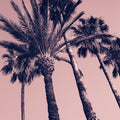 Pink Palms II Mural Wallpaper - pure wallpaper artwork