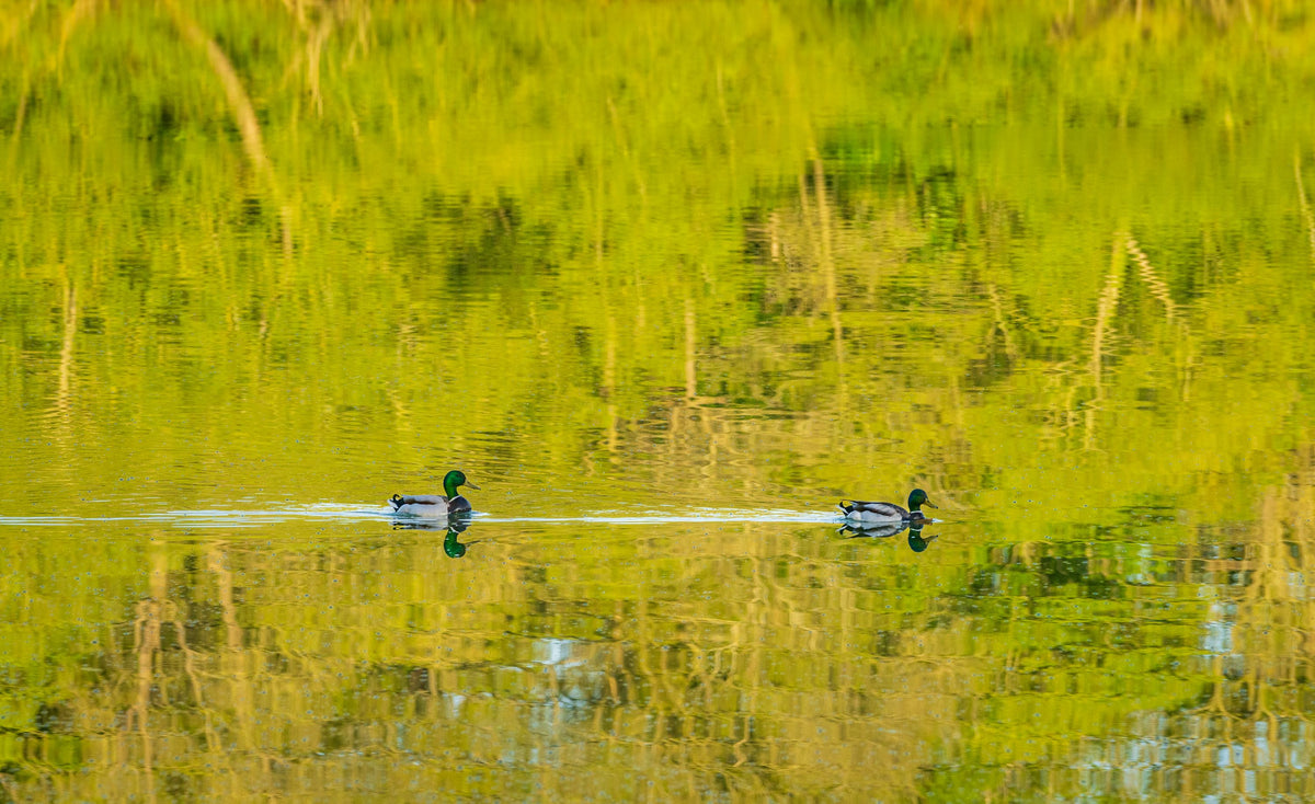Pair of Ducks Mural Wallpaper - pure wallpaper artwork