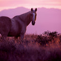 Sharing a Sunset Mural Wallpaper - pure wallpaper artwork