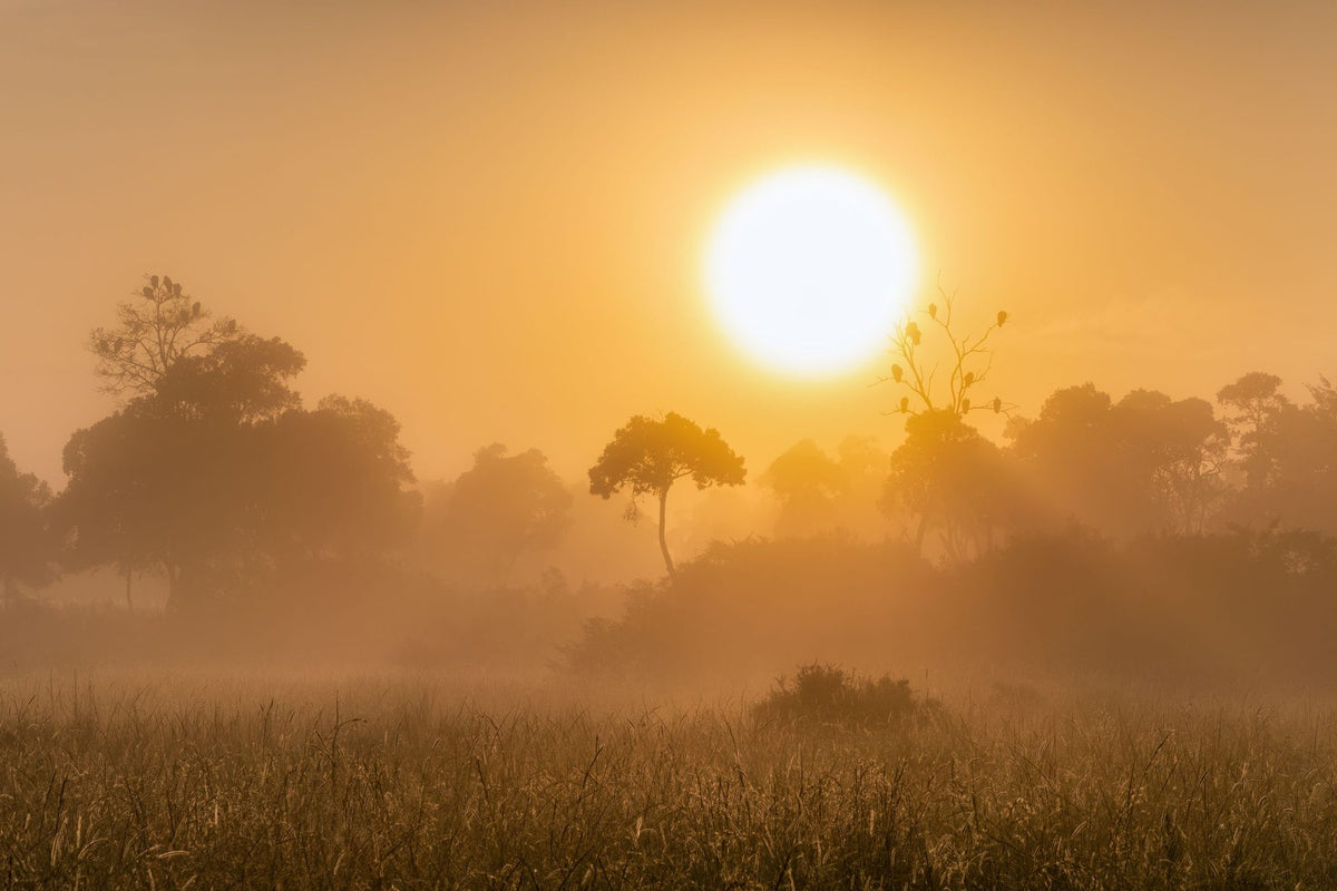 Masai Mara Sunrise Mural Wallpaper - pure wallpaper artwork
