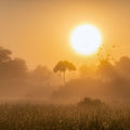 Masai Mara Sunrise Mural Wallpaper - pure wallpaper artwork
