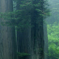 Misty Woodland Heights Mural Wallpaper - pure wallpaper artwork