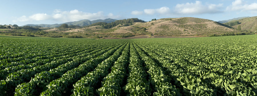 Harvest Rows Mural Wallpaper