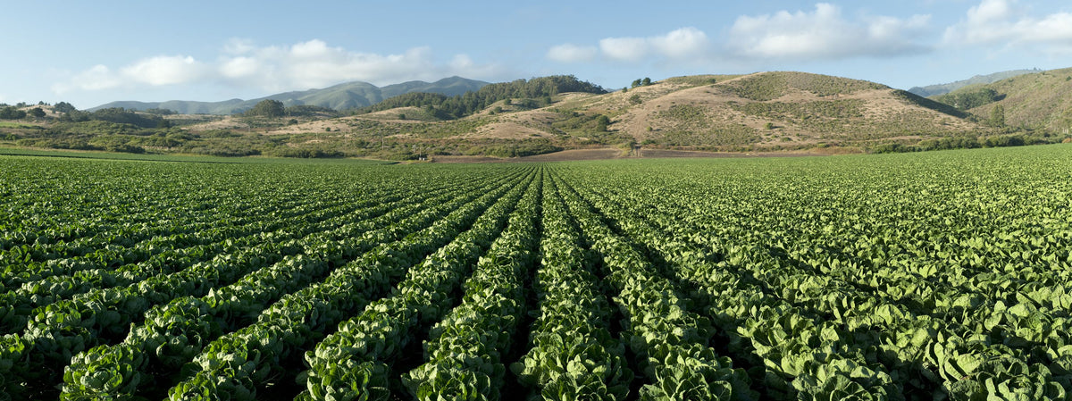 Harvest Rows Mural Wallpaper - pure wallpaper artwork