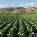 Harvest Rows Mural Wallpaper - pure wallpaper artwork