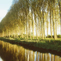 Riverside Mirror Mural Wallpaper - pure wallpaper artwork