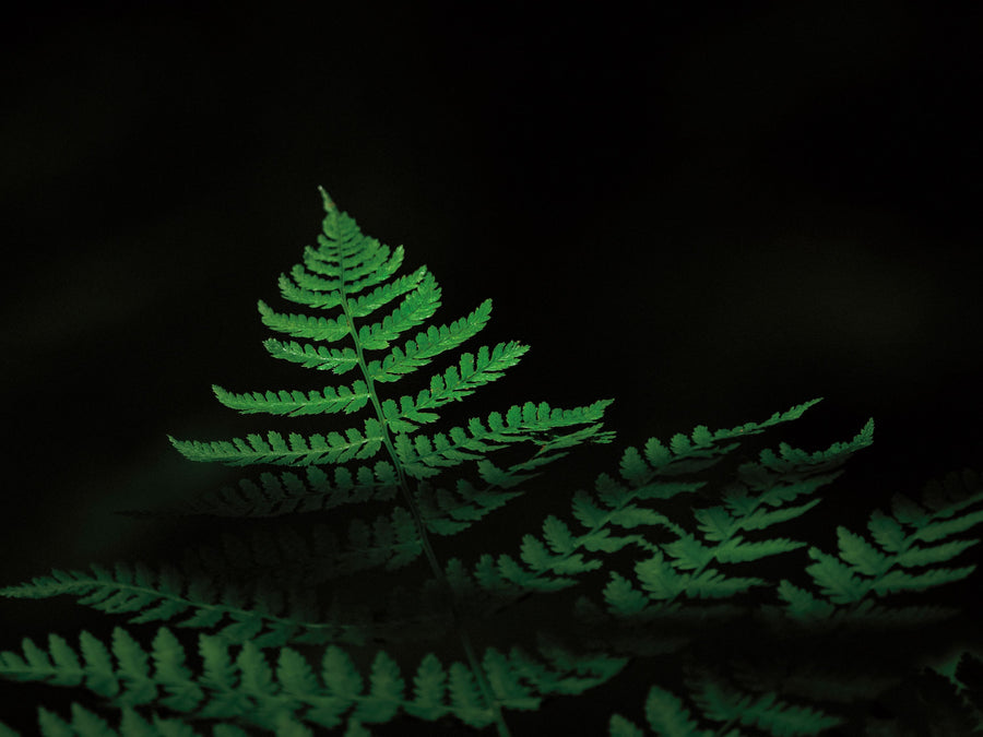 Forest Sunlight Mural Wallpaper
