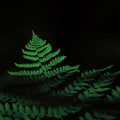 Forest Sunlight Mural Wallpaper - pure wallpaper artwork