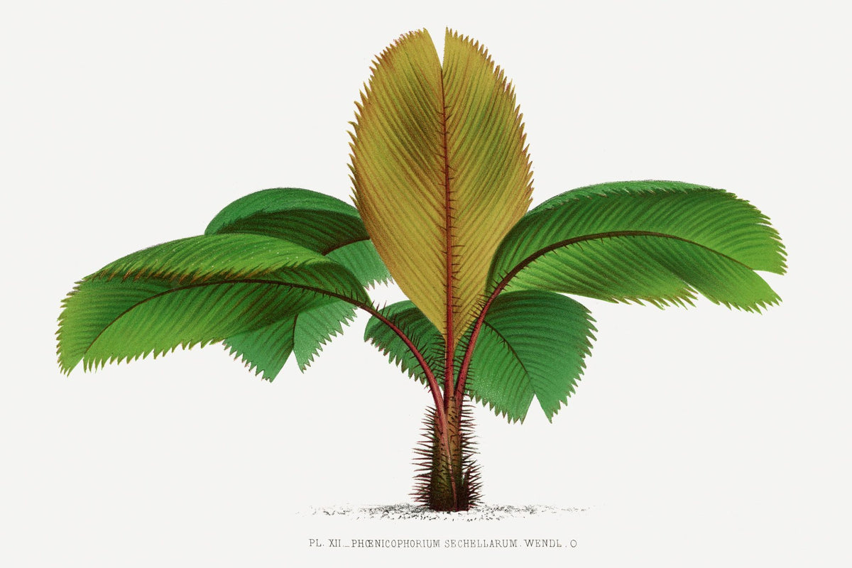 Vintage Palm Tree I Mural Wallpaper - pure wallpaper artwork
